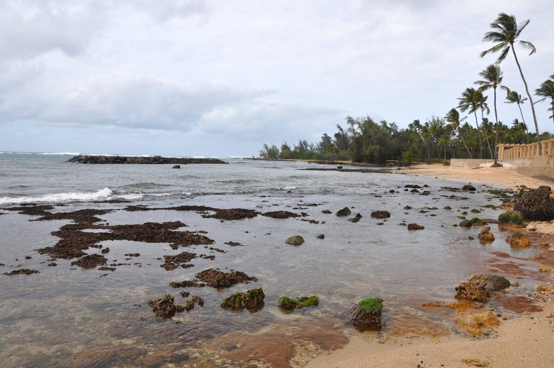 green trees on seashore during daytime