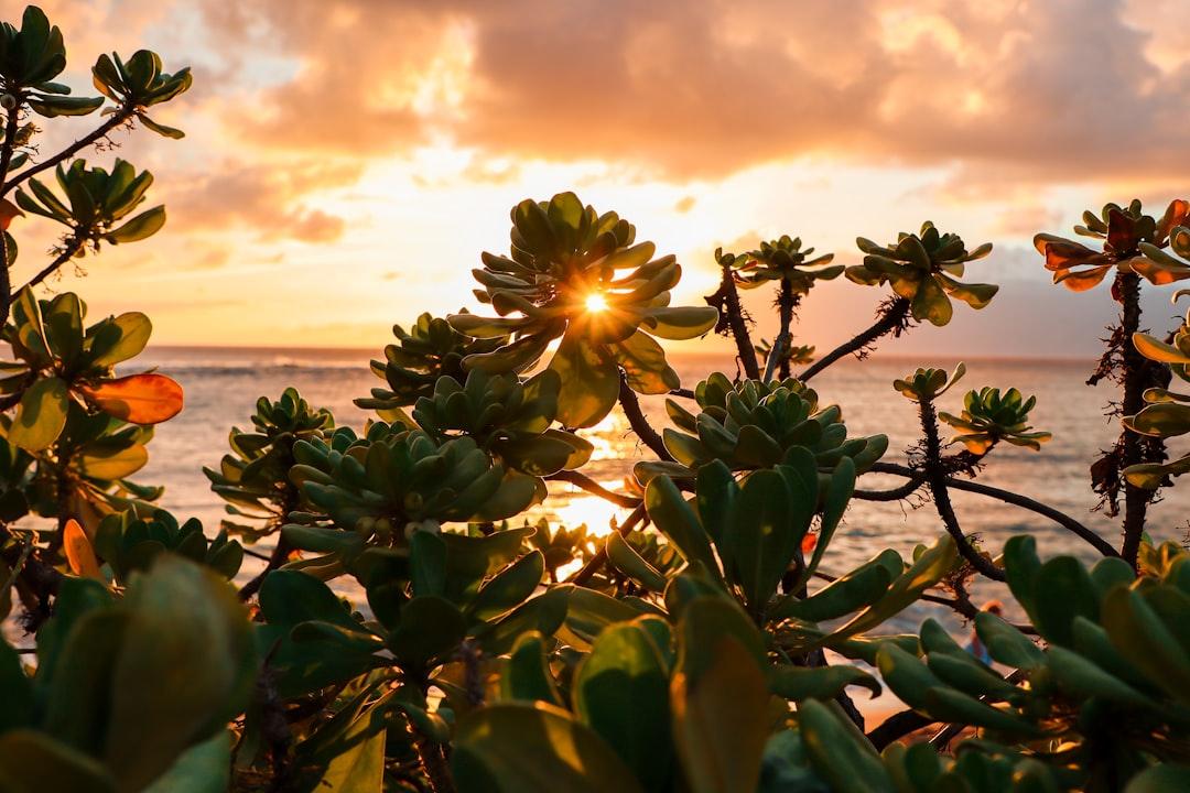 Sunset through lush green foliage overlooking ocean